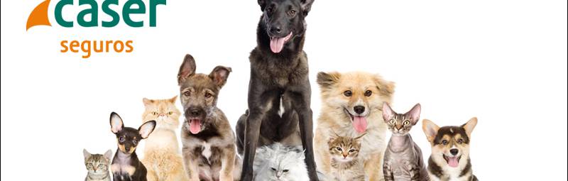 Caser Más Que Mascotas - Por fin, el seguro donde todos son bienvenidos​